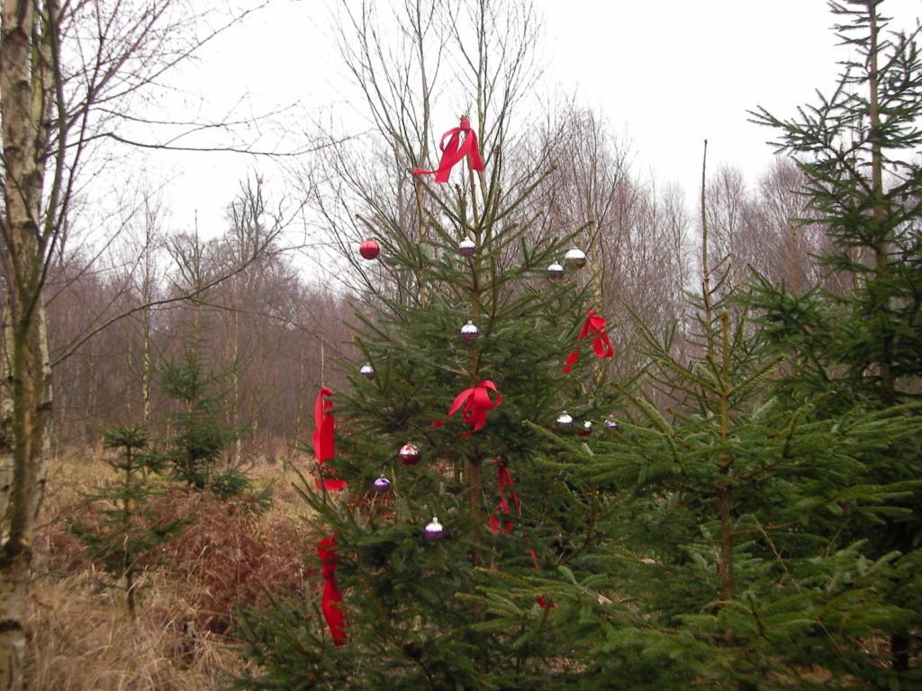 Weihnachtlich geschmückte Fichte im Wald mit Weihnachtskugeln und roten Schleifen. Foto: K. Kahle / HessenForst
